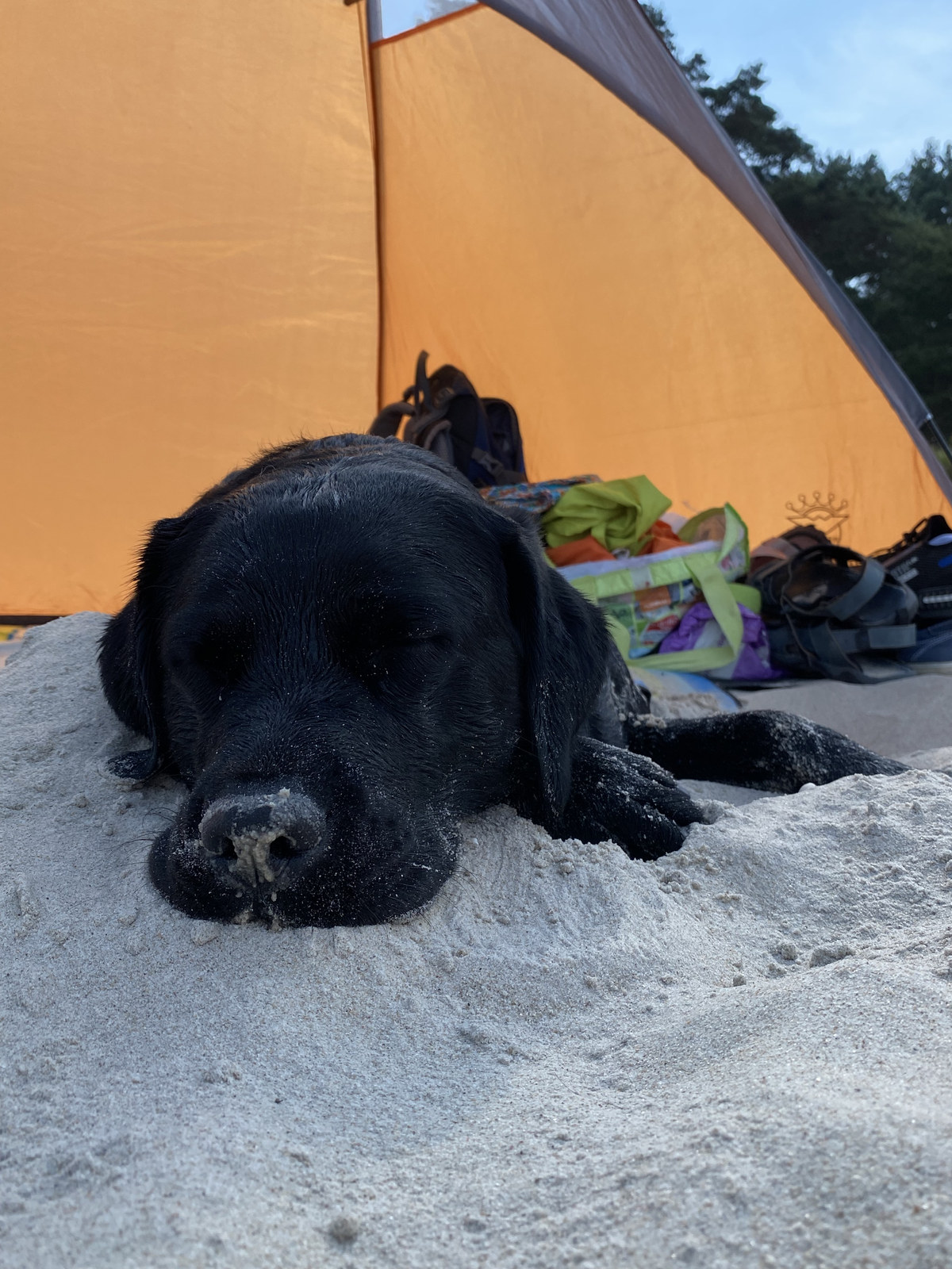 Luna vor dem Zelt am Strand auf Rügen