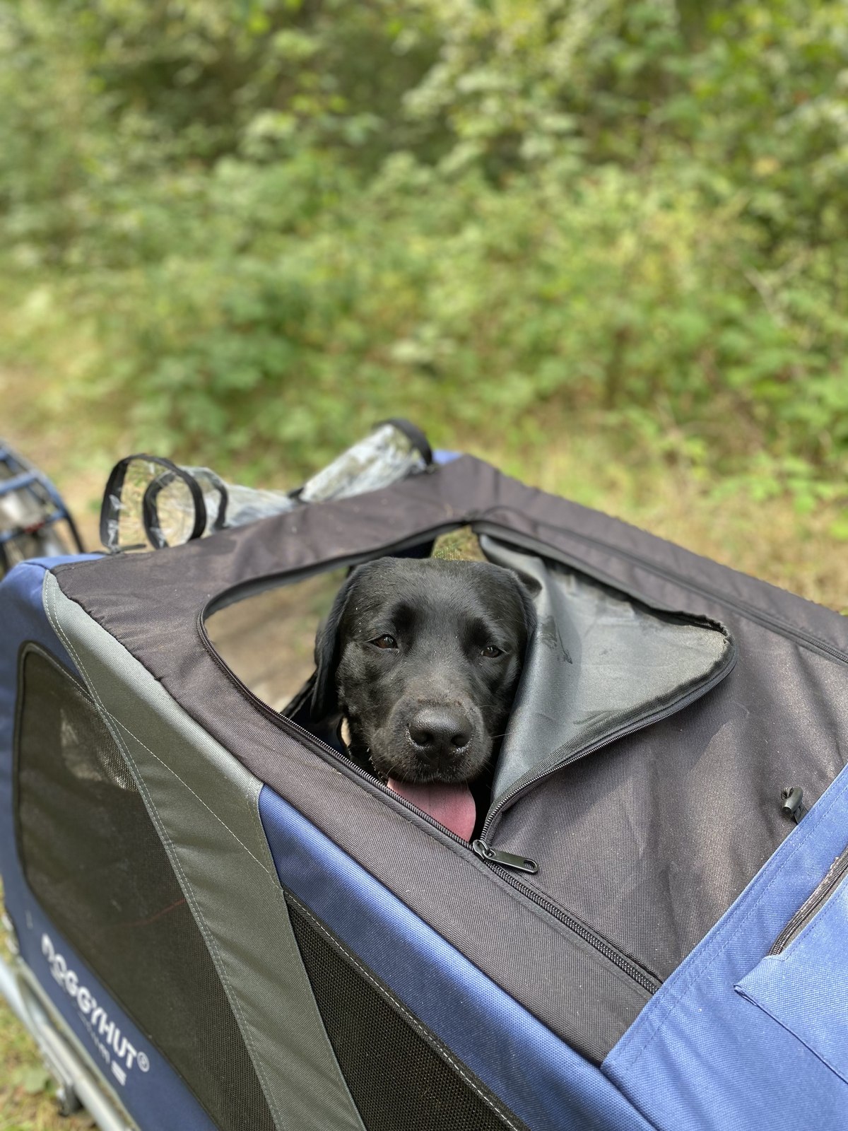 Luna schaut aus ihrer Transportbox auf einem Ausflug