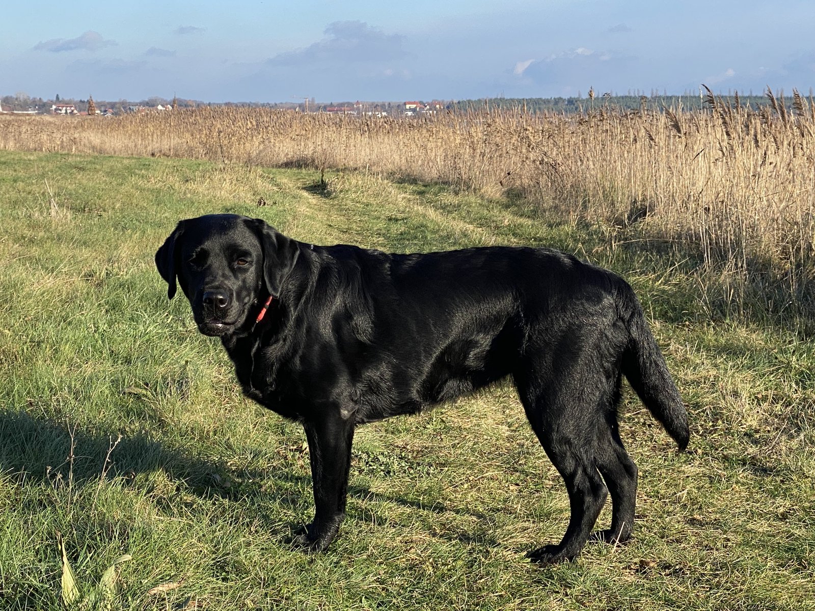 Schwarze Labrador-Hündin Luna beim Ausflug am 08.01.2022