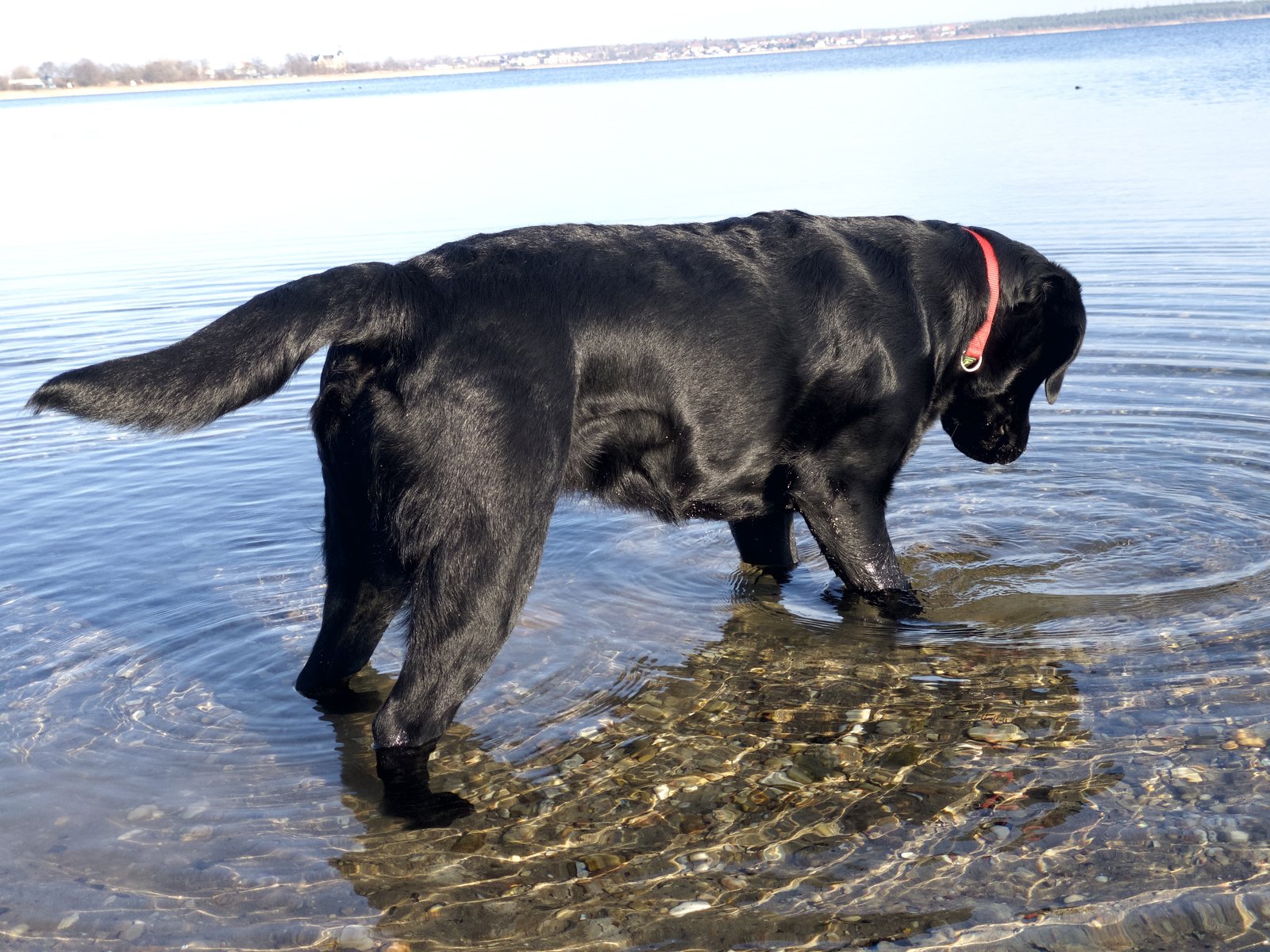 Schwarze Labrador-Hündin Luna beim Ausflug am 08.01.2022
