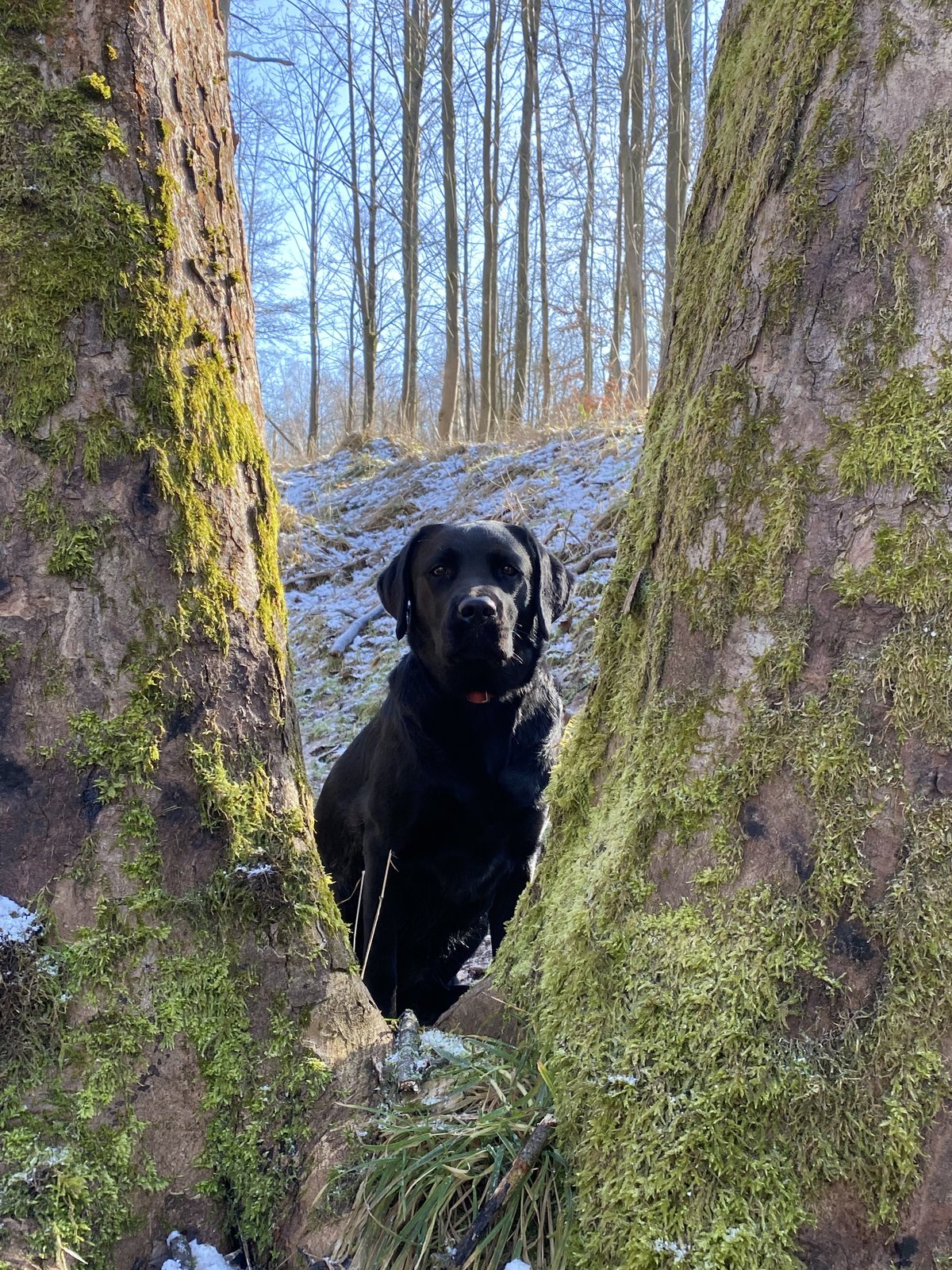 Schwarze Labrador-Hündin Luna beim Ausflug am 12.02.2022