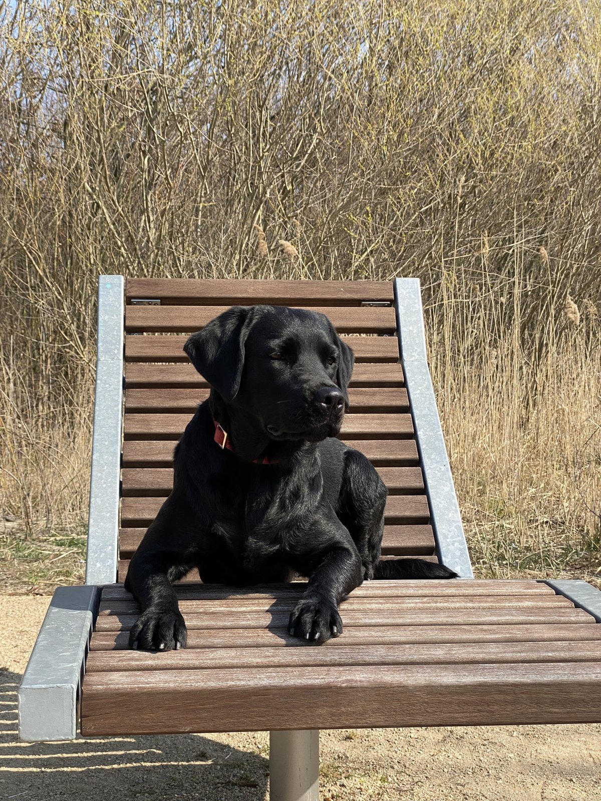Schwarze Labrador-Hündin Luna beim Ausflug am 24.03.2022