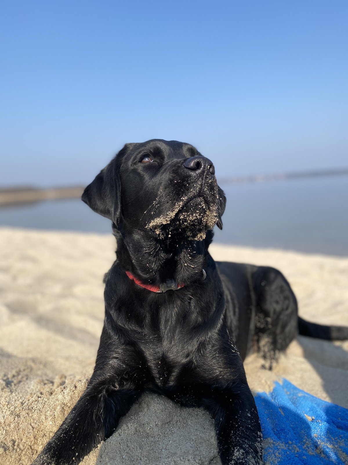 Schwarze Labrador-Hündin Luna beim Ausflug am 24.03.2022