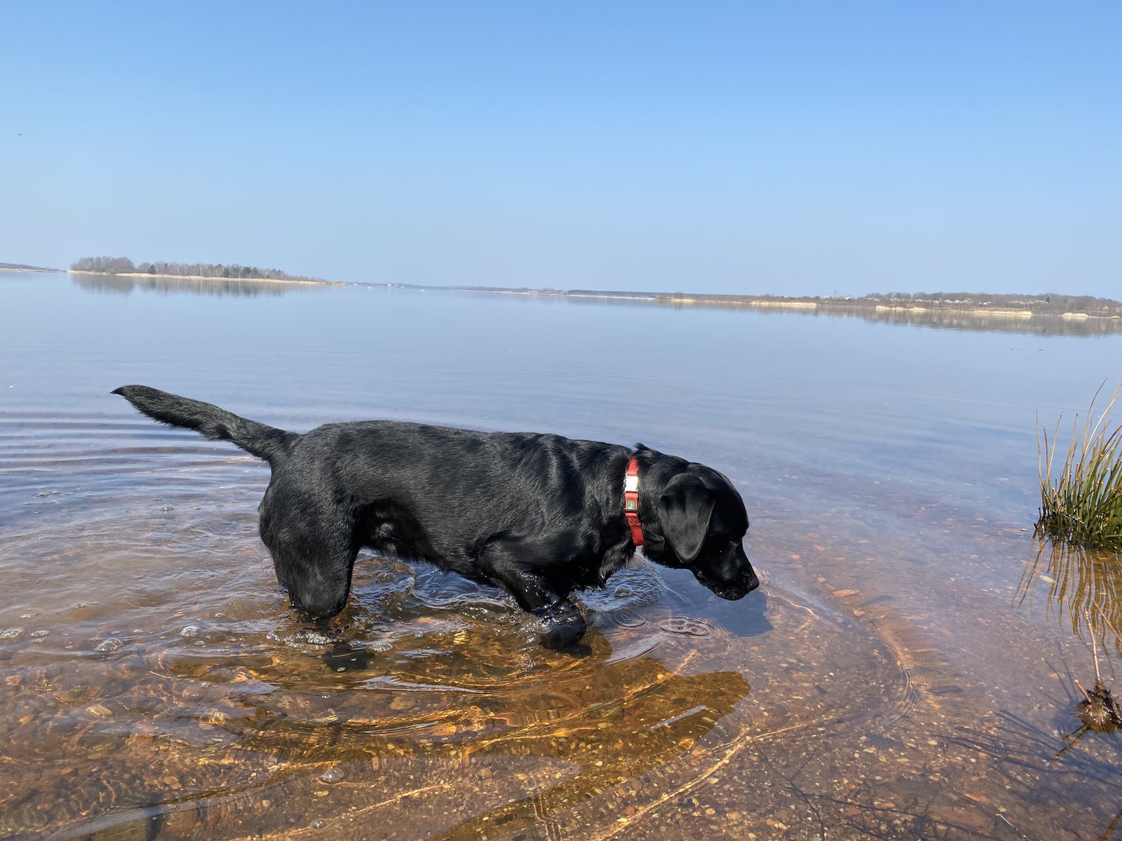 Schwarze Labrador-Hündin Luna beim Ausflug am 24.03.2022