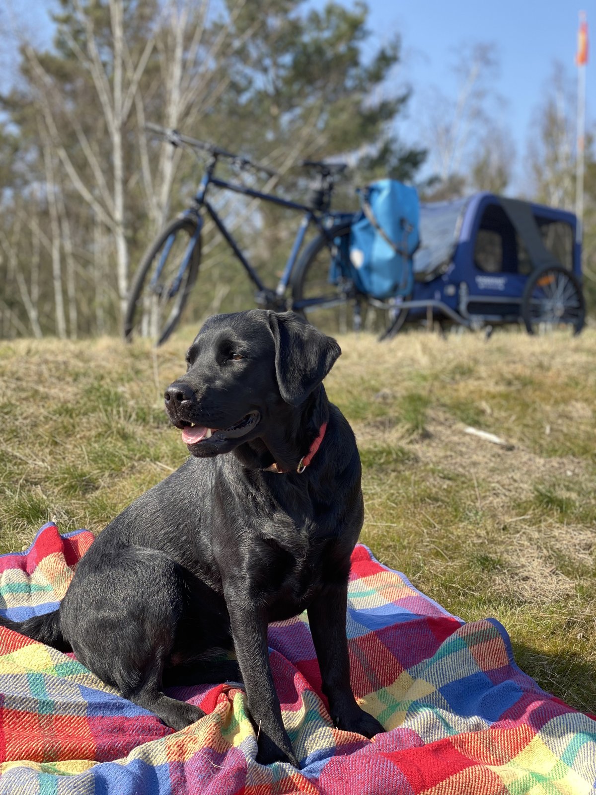 Schwarze Labrador-Hündin Luna beim Ausflug am 24.03.2022