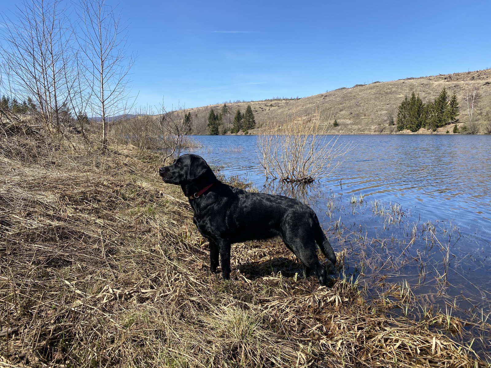 Schwarze Labrador-Hündin Luna beim Ausflug am 11.04.2022