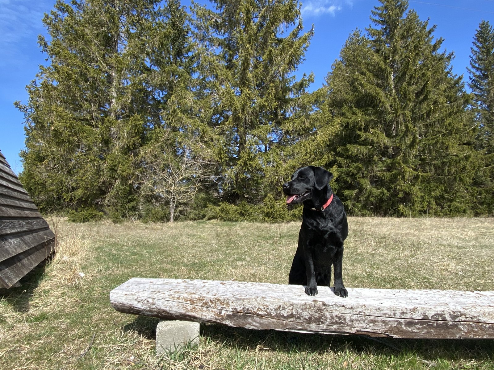Schwarze Labrador-Hündin Luna beim Ausflug am 11.04.2022