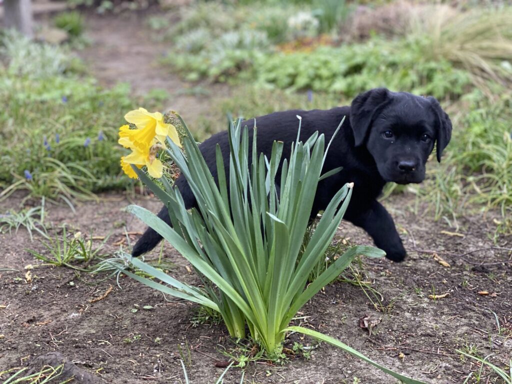 Junge schwarze Labrador-Hündin Luna zwischen gelben Narzissen