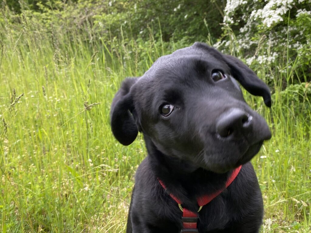 Porträt der jungen schwarzen Labrador-Hündin Luna im Grünen