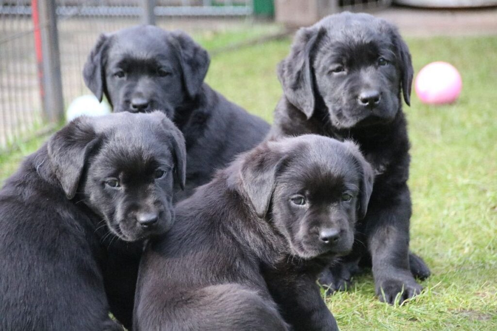 Schwarze Labrador-Welpen zusammen im Freien