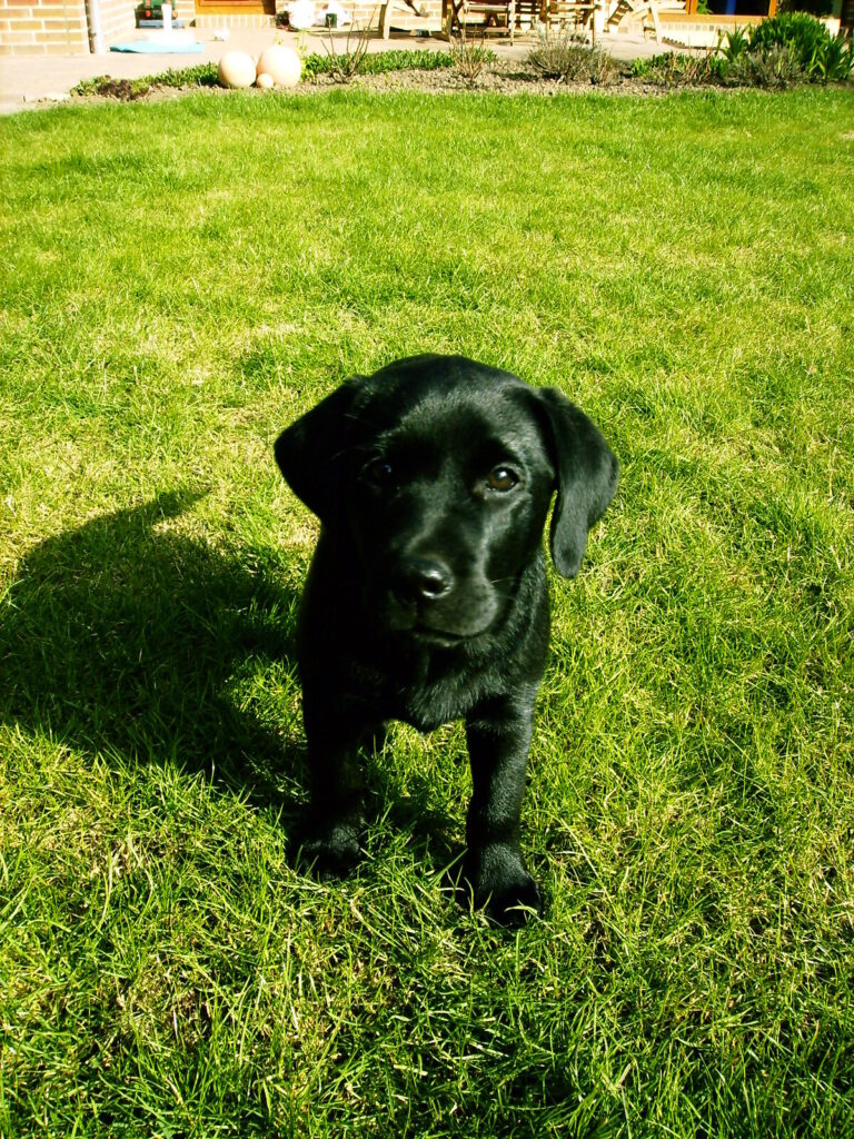 Schwarze Labrador-Hündin Nala sitzt auf einer Wiese