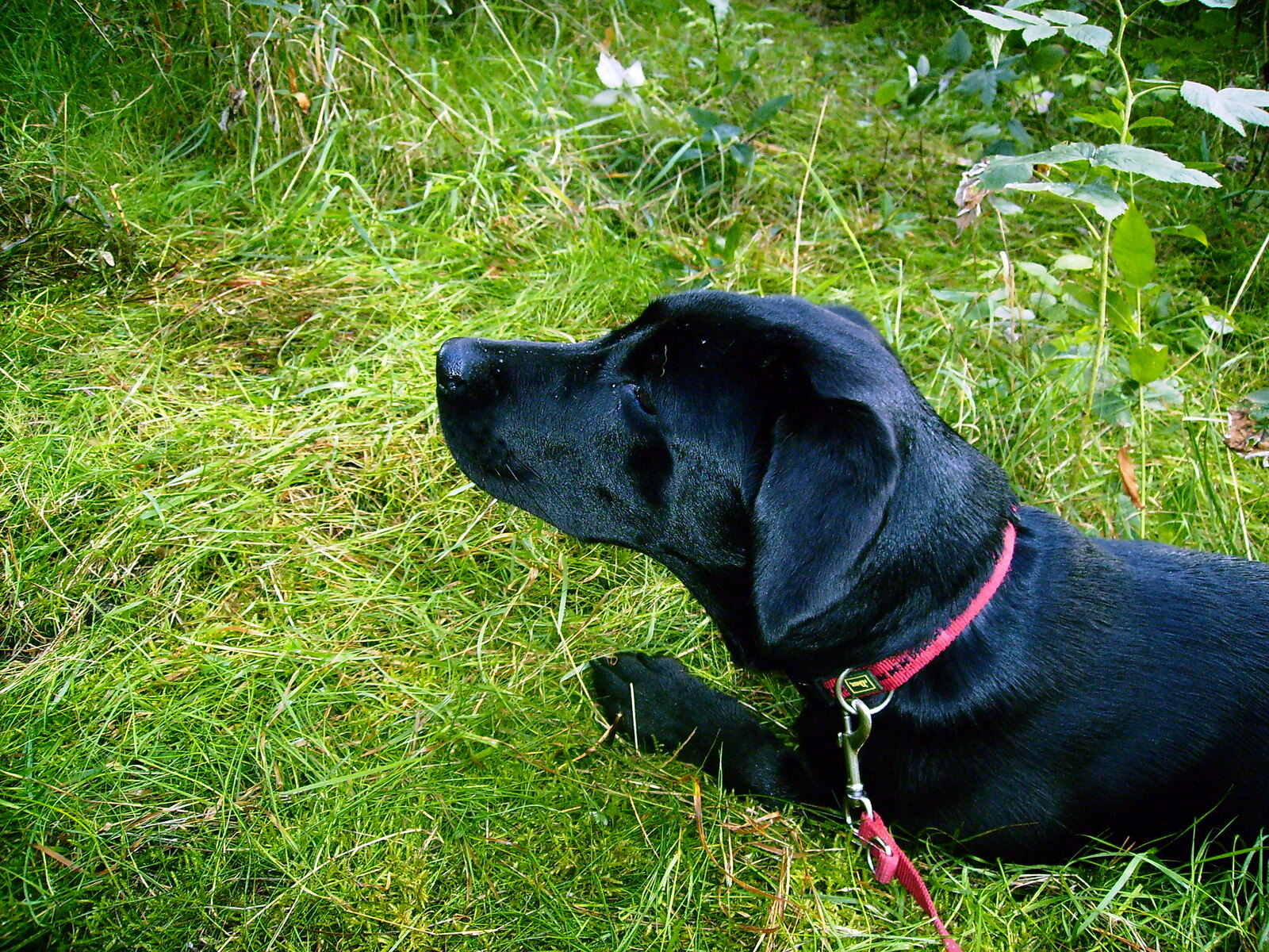 Schwarze Labrador-Hündin Nala liegt im Gras